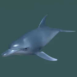 Dolphin 3d model