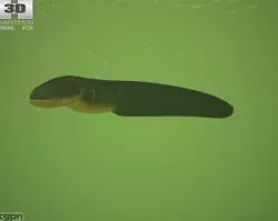 Electric Eel (Electrophorus Electricus) 3d model