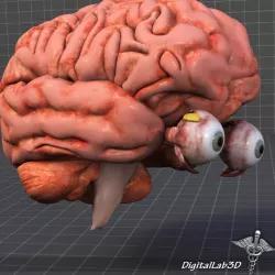 Eye and Brain 3d model