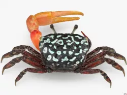 Fiddler Crab with Fur 3d model