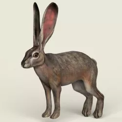 Game Ready Realistic Rabbit 3d model
