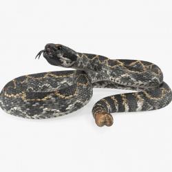 Model Magic Rattlesnake giant rattlesnake fantasy art 3D Models | Page 1 | STLFinder
