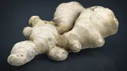 Ginger 3d model