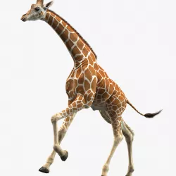 Giraffe (Animated) 3d model