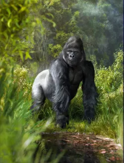 Gorilla 3d model