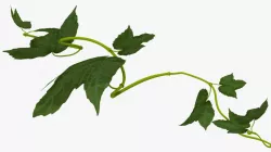 Grape Branch 3d model