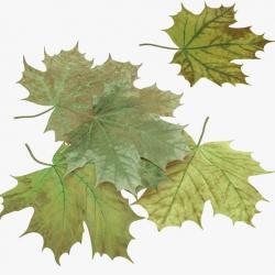 maple leaves summer 3d models | Page 1 | STLFinder