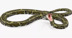 Green Python Snake Rigged 3d model