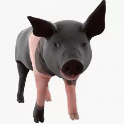 Hampshire Pig Piglet Rigged 3d model