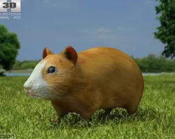 Hamster (Cricetinae) 3d model