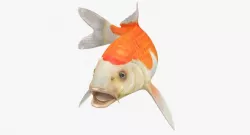 Harivake Koi Fish Rigged 3d model