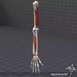 Human Arm Bone and Muscle Structure 3d model