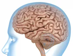 Human Brain 3d model