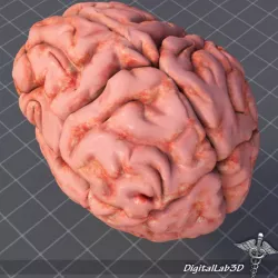 Human Brain Structure 3d model