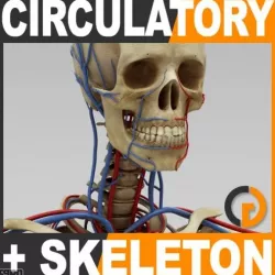 Human Circulatory System and Skeleton - Anatomy 3d model