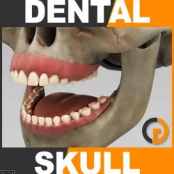 Human Dental Skull - Anatomy 3d model