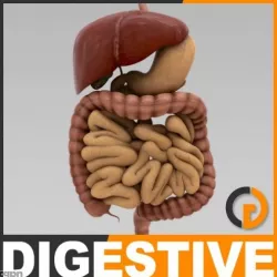Human Digestive System - Anatomy 3d model