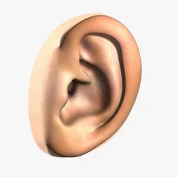 Human Ear 3d model