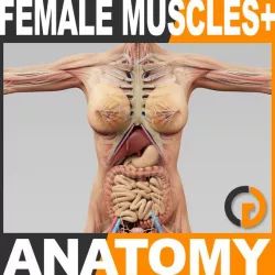 Human Female Anatomy - Body, Muscles, Skeleton and Internal Organs 3d model