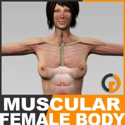 Human Female Body and Muscular System - Anatomy 3d model