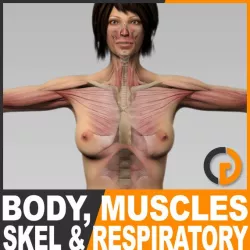 Human Female Body, Muscular, Respiratory System and Skeleton - Anatomy 3d model