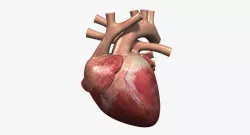 Human Heart Rigged 3d model