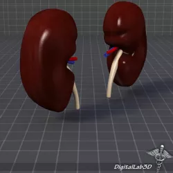 Human Kidney 3d model