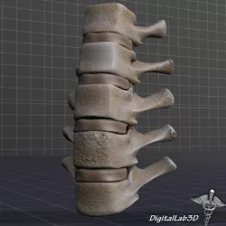 Human Lumbar Vertebrae 3d model