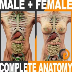 Human Male and Female Complete Anatomy - Body, Muscles, Skeleton, Internal Organs and Lymphatic 3d model