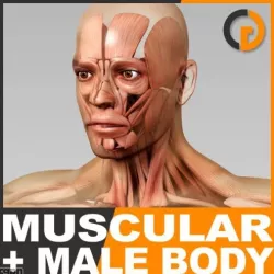 Human Male Body and Muscular System - Anatomy 3d model