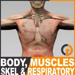 Human Male Body, Muscular, Respiratory System and Skeleton - Anatomy 3d model