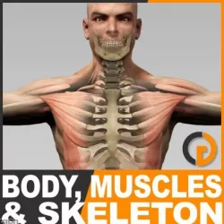 Human Male Body, Muscular System and Skeleton - Anatomy 3d model