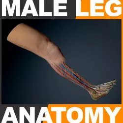 Human Male Leg Anatomy 3d model