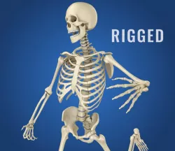 Human Skeleton 3d model