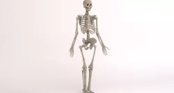 Human Skeleton 3d model