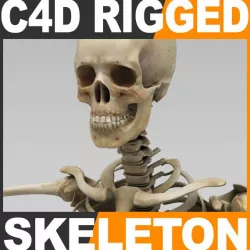 Human Skeleton Cinema 4D Rigged 3d model