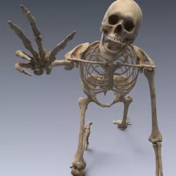 Human skeleton rigged 3d model