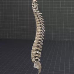 Human Spinal Cord Anatomy 3d model