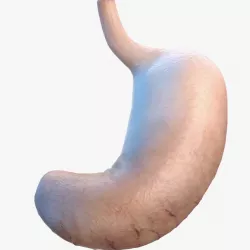 Human Stomach 3d model