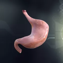 Human Stomach Anatomy 3d model