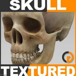 Human Textured Skull - Anatomy 3d model