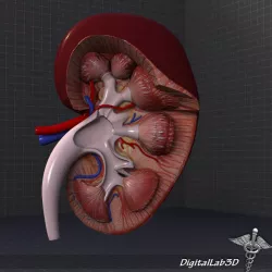 Kidney High Quality 3d model