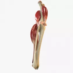 Knee Joint Anatomy 3d model