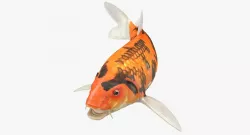 Koi Fish Rigged 3d model