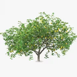 Lemon Tree 3d model