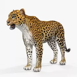 Leopard 3d model