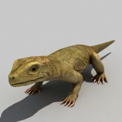 Lizard 3d model