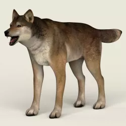 Low Poly Realistic Red Wolf 3d model