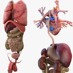 Male Internal Organs 3d model