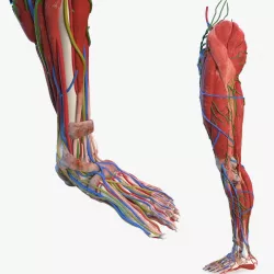 Male Leg Full Anatomy 3d model